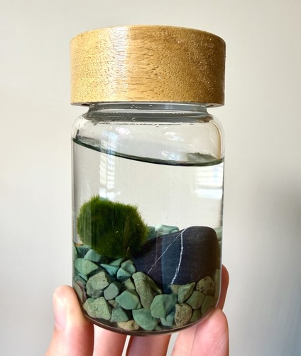 Marimo moss ball terrarium - marimo,