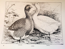 Antique Poultry Print 1910 Geese Toulouse Embden JW Ludlow Farming Black & White
