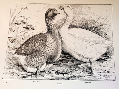 Antique poultry print 1910 - antique,