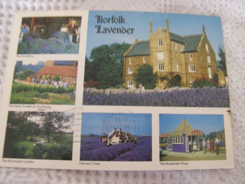 Postcard norfolk lavender - postcard,,