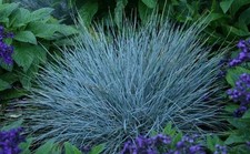 Festuca Glauca Blue Fescue
