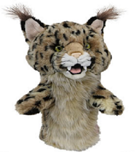 Bobcat mountain lion - mountain, by