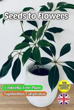 TUPIDANTHUS CALYPTRATUS UMBRELLA TREE - HOUSEPLANT -11 SEEDS -COMPOSTABLE PACKET