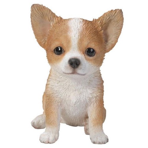 New chihuahua puppy pet - puppy, pal