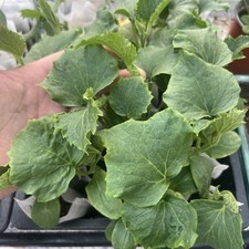 Market More Cucumbers X2 Per