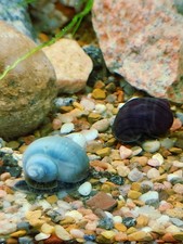 Blue & Purple Mystery Snails