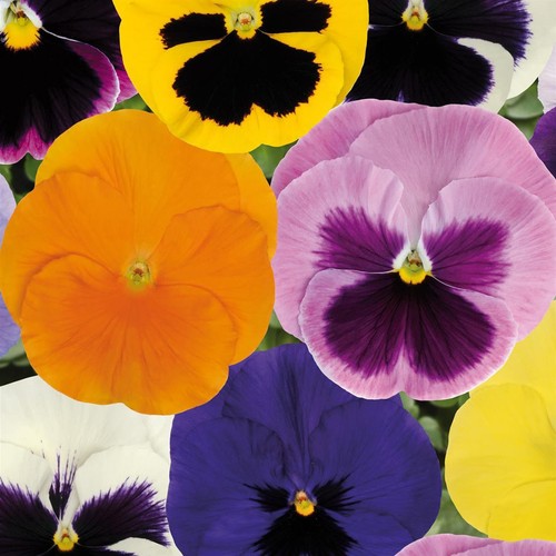 Perfect plants pansy mixed - perfect,