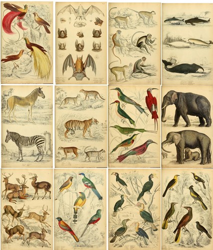Zoological vintage print - vintage,