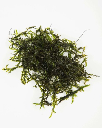 Fontinalis antipyretica