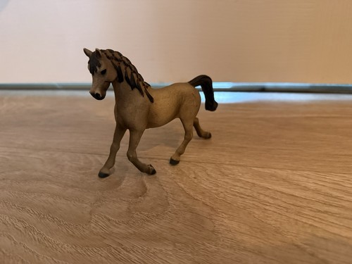 Dun brown arabian mare - arabian,