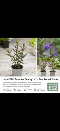 Hebe mid summer beauty 9cm - hebe,