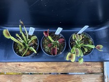 Dionaea Muscipula Venus Fly Trap Collection, Three Plants