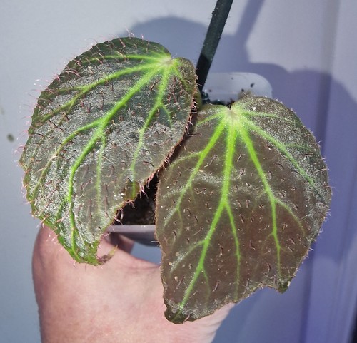 Begonia chloroneura stunning - begonia,