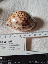 Tropical sea shell Large Tiger