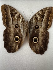 Owl Butterfly Specimen - Set