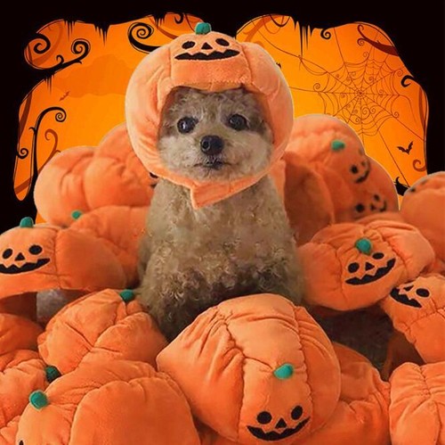 Halloween pet costume cat - cat, dog