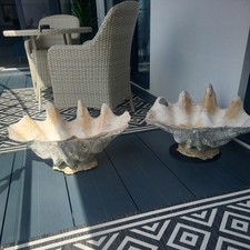 Two Giant clam shells  Tridacna gigas, 30inches wide may split individually 