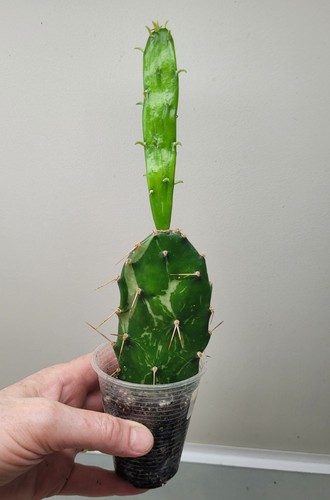 Opuntia monacantha variegated - monacantha,