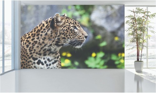 Leopard wall murals - leopard,