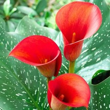 3 Red Calla Lily Arum