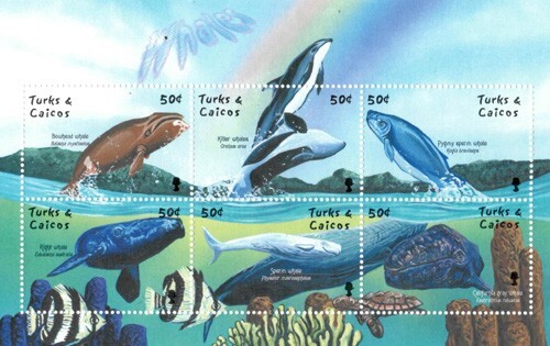 Turks caicos 2002 whales - caicos,