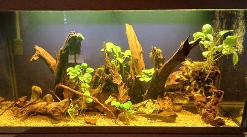 Fish tank and cabinet - tank,