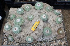 Strombocactus disciformis 21