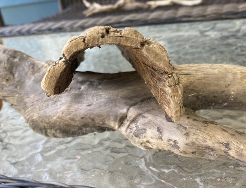 Driftwood branch reptile - branch,,