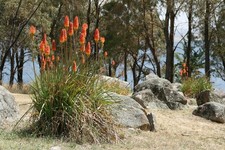 Kniphofia uvaria Red Hot Poker