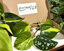 Golden Pothos, Neon, Brasil & Satin Cuttings MIX x5 | Giftbox | Epipremnum plant