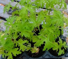 Geranium Hraveolens, Lemon Lime. Very Fragrant Leaves. Medicinal. 1 Pcs Anginka