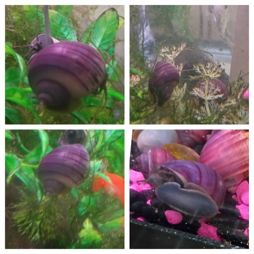 Purple mystery snails - 5+1,