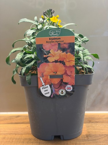 Erysimum bowles apricot - erysimum, 2l