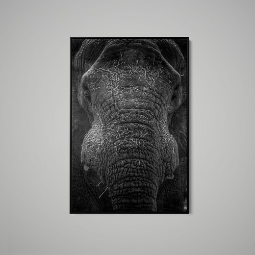 Artographie elephant close - artographie,