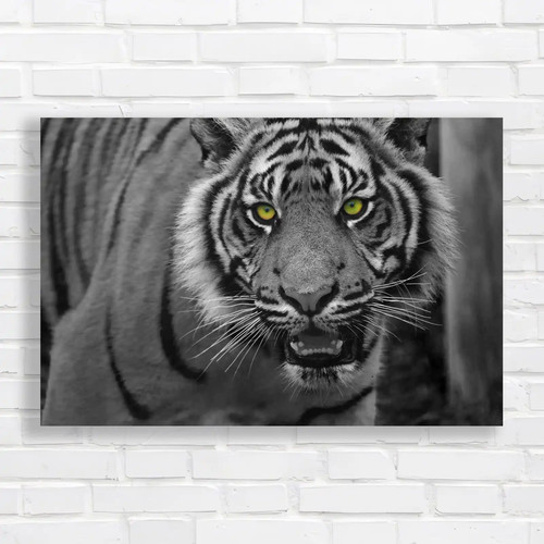 Sumatran tiger portrait - tiger,