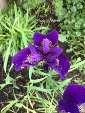 Iris Sibirica Imperial Velvet
