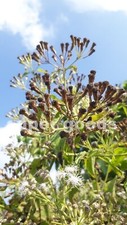 Mexican dream herb 10pc - dream, seeds