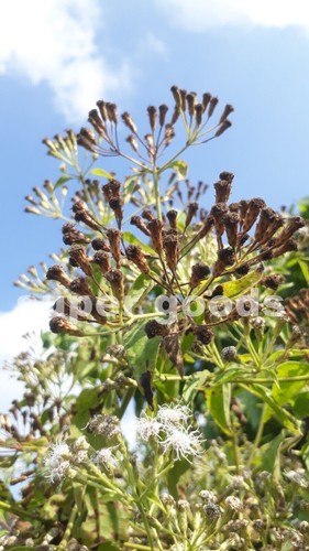 Mexican dream herb - mexican,