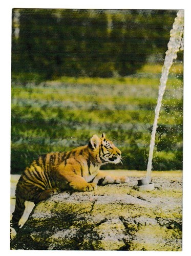 Siberian tiger cub - tiger, marwell