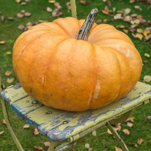 Vegetable pumpkin indian - -,