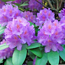 SALE - Large Rhododendron Boursault  1.5 ltr Pot, Stunning SHRUB FREE POSTAGE