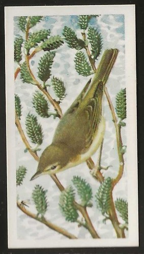 Brooke bond bird - bond, (tea)-bird