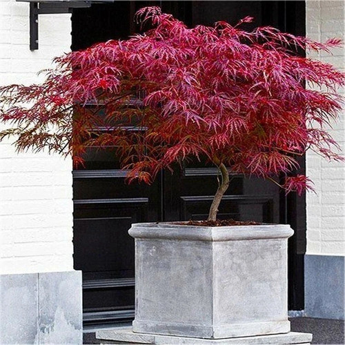 Acer tree japanese maple - acer,