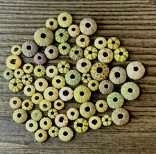 sea urchin shell from japan