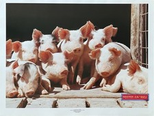 662641 Pigs Group Portrait