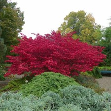 Euonymus Alatus Flowering Shrub Garden Plants Autumn Foliage 9cm / 3.5L Pots T&M