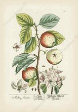 antique botanical Apple tree Malus sativa Elizabeth Blackwell 1737 art poster
