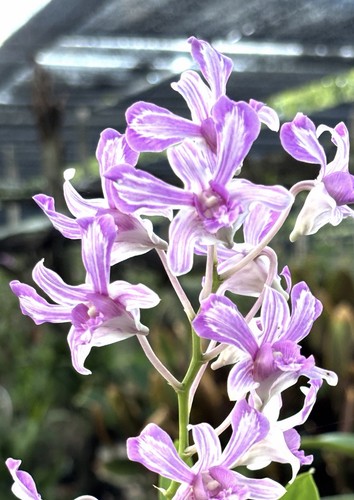 Dendrobium suwannaphum gouldii - suwannaphum,