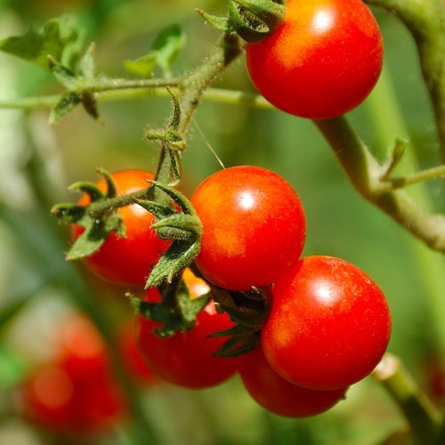 Organic tomato zuckertraube - organic,