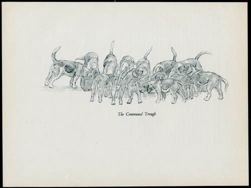 Beagle hounds feeding vintage - beagle,